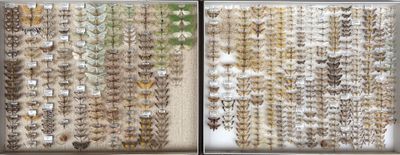 two pictures of a window with a lot of bugs on it
