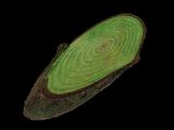 an image of a slice of tree that has been cut in half