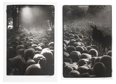 deux photos en noir et blanc représentant un chien et un troupeau de moutons