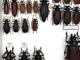 a lot of beetles that are on display in a box