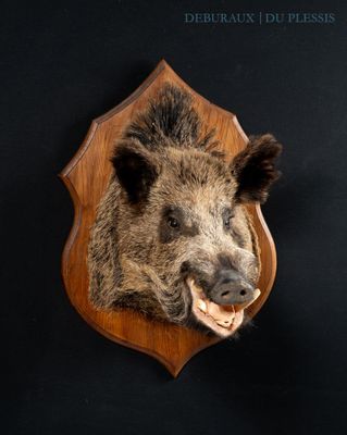 a boar head mounted on a wooden plaque on a wall