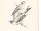 a drawing of two birds sitting on top of a tree branch
