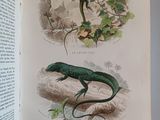 a book open to a picture of a lizard and a lizard