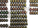 a lot of beetles that are on display in a store