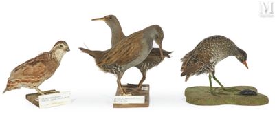 three birds that are standing on a stand together