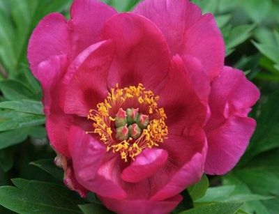 a large pink flower with yellow stamens in the center