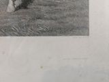 a black and white photo of a horse in a field