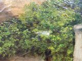 a picture of a painting of a tree in the middle of a field