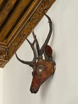 a deer head mounted on the wall of a room