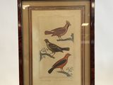 a framed print of birds on a shelf next to a wall