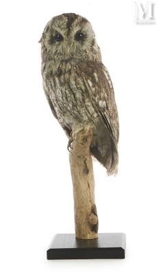 un petit hibou perché sur une branche d'arbre