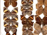 many different types of butterflies displayed in a white box