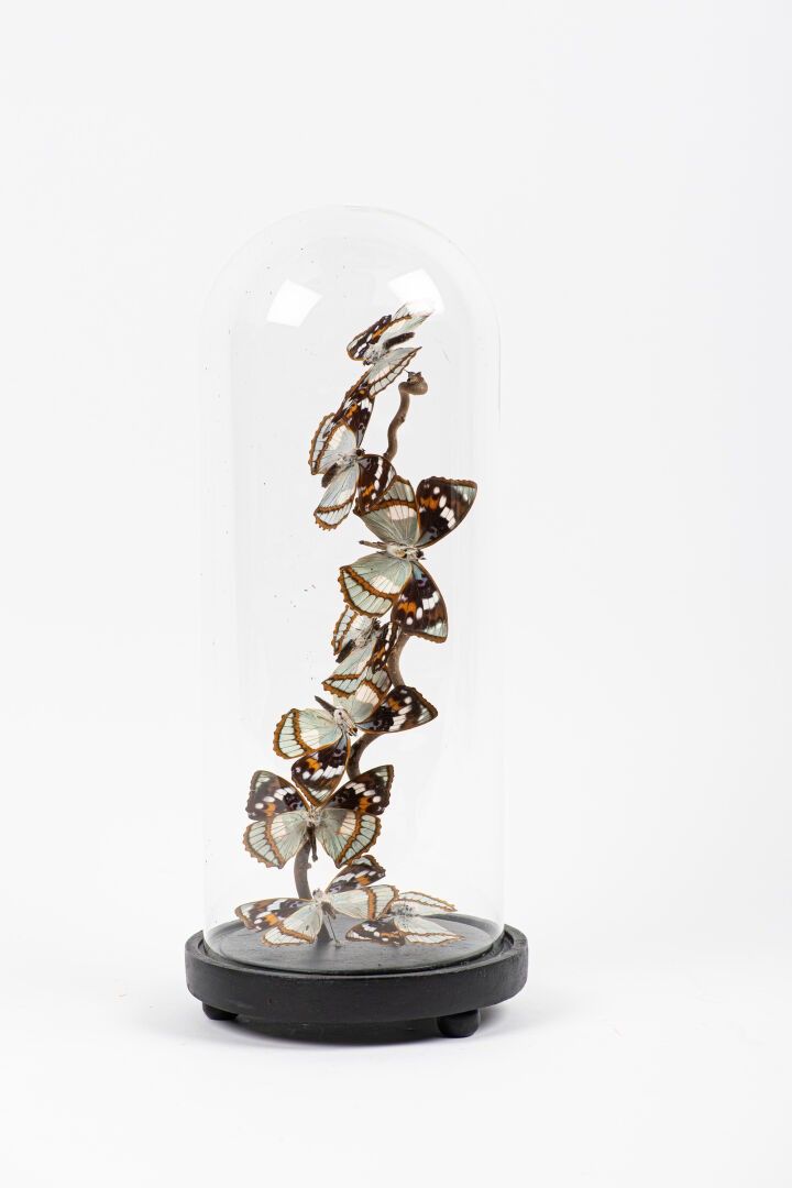 Objets d'art & Curiosités