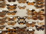many different types of butterflies on display in a wooden frame