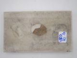 a picture of a piece of stone with a rock embedded in it