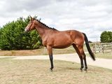 a horse that is standing in the grass near a fence
