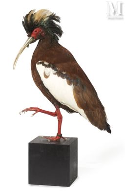 a bird that is standing on top of a block