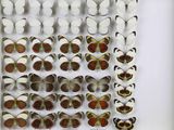 de nombreux types de papillons différents présentés dans une vitrine