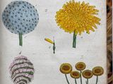 a picture of a book with a bunch of flowers on it