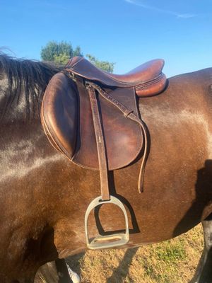 un cheval brun sellé, dans un champ