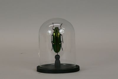 a green beetle under a glass dome on a white surface
