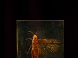 a small insect in a glass box on a purple surface