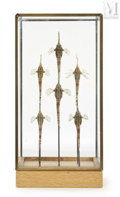 a glass display case with a bunch of dragonflies in it
