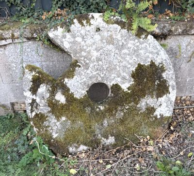 un gros morceau de mousse poussant sur le mur