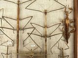 a lot of insects that are on display in a wooden frame