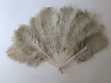 plumes d'autruche beiges sur fond blanc