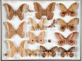 de nombreux types différents de papillons de nuit exposés dans une vitrine