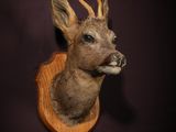 a close up of a deer ' s head mounted on a wall