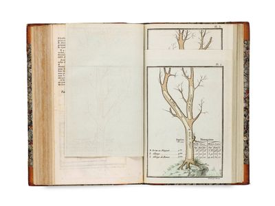 un livre ouvert sur lequel figurent des dessins représentant un arbre et un oiseau