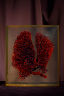 une image représentant un corail rouge dans une boîte en verre