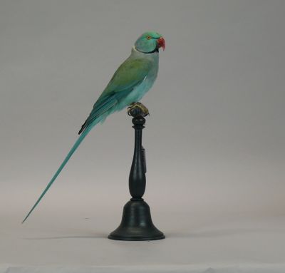 a green bird sitting on top of a black stand