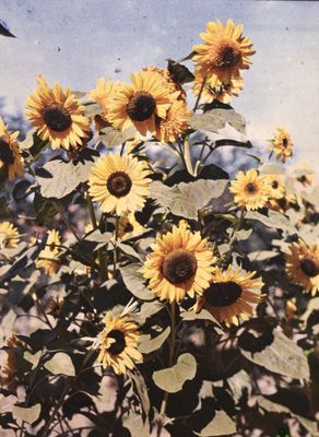 des tournesols jaunes dans un champ, avec un ciel bleu en arrière-plan