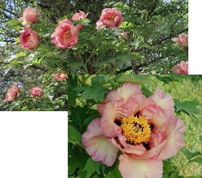 two pictures of a pink flower in the middle of the picture