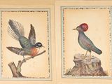 deux photos encadrées représentant des oiseaux sur une souche d'arbre et un oiseau perché sur une branche