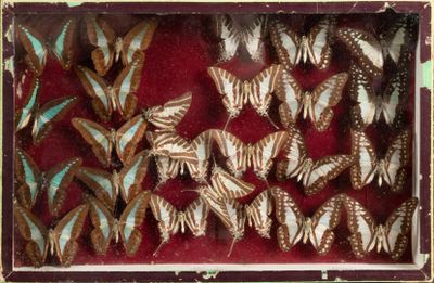 de nombreux papillons rassemblés dans une boîte