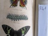 une personne tenant un livre sur lequel figure une illustration représentant des papillons