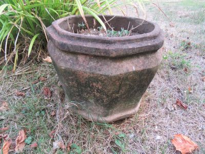 une plante qui pousse dans un pot posé à même le sol