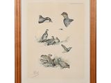 an image of a painting of birds in flight on a white background