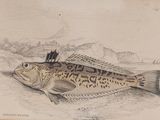 drawing of a fish with a crown on it ' s head