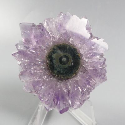 Fleur d'améthorate violette posée sur un socle en acrylique transparent, sur fond blanc