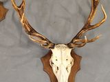 deer skull mounted on a wooden plaque with antlers on a gray background