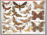 de nombreuses espèces différentes de papillons de nuit exposées dans une vitrine