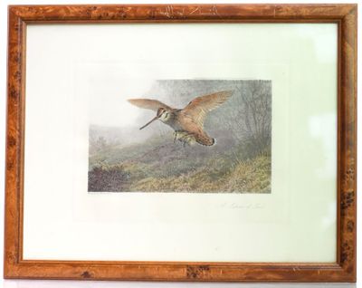 une photo d'un oiseau en plein vol