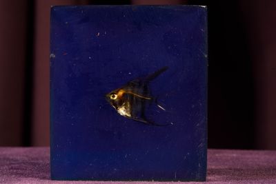 a small fish that is sitting in a blue box