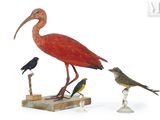 deux oiseaux qui se tiennent l'un à côté de l'autre