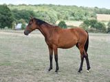 a brown horse standing in a field with trees in the background